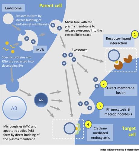 #trendsinendocrinologyandmetabolism #communicationcellulaire #médiateurs #métabolisme #maladiesmétaboliques Nouveaux médiateurs de la communication cellulaire dans les maladies métaboliques #trendsinendocrinologyandmetabolism #communicationcellulaire #médiateurs #métabolisme #maladiesmétaboliques Nouveaux médiateurs de la communication cellulaire dans les maladies métaboliques