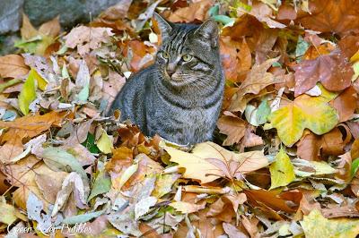 Le chat et les feuilles de platane