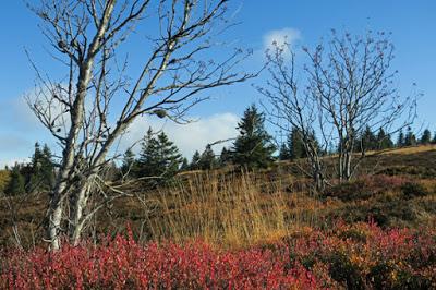 Automne sur les Hautes Chaumes vosgiennes Automne sur les Hautes Chaumes vosgiennes
