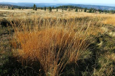 Automne sur les Hautes Chaumes vosgiennes Automne sur les Hautes Chaumes vosgiennes