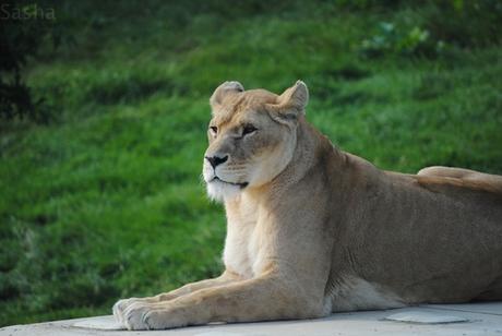 CERZA (6) : Les animaux Africains 2 - Lion (femelle).