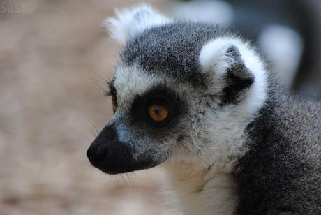 CERZA (6) : Les animaux Africains 4 - Maki catta.