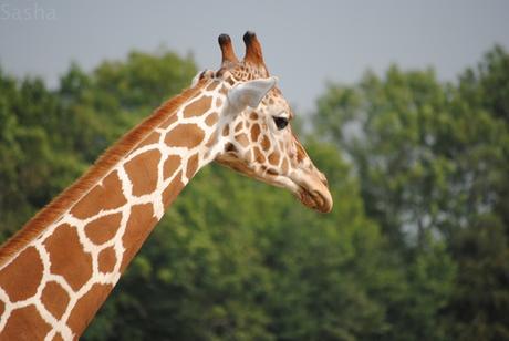CERZA (6) : Les animaux Africains 8 - Girafe.