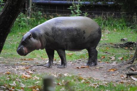 CERZA (6) : Les animaux Africains 1 - Hippopotame nain.