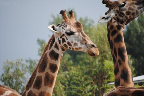CERZA (6) : Les animaux Africains 5 - Girafe.