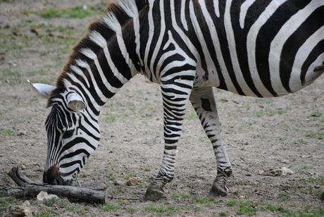 CERZA (6) : Les animaux Africains 4 - Zèbre.