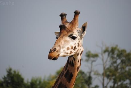 CERZA (6) : Les animaux Africains 3 - Girafe.
