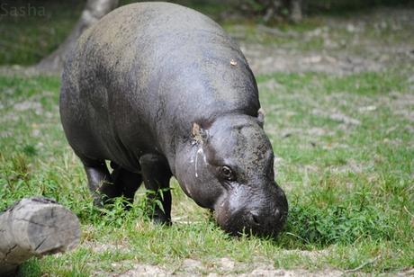 CERZA (6) : Les animaux Africains 3 - Hippopotame nain.