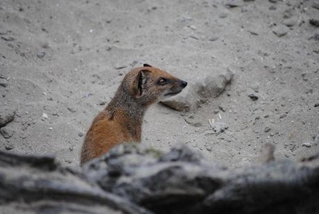 CERZA (6) : Les animaux Africains 4 - Mangouste naine.