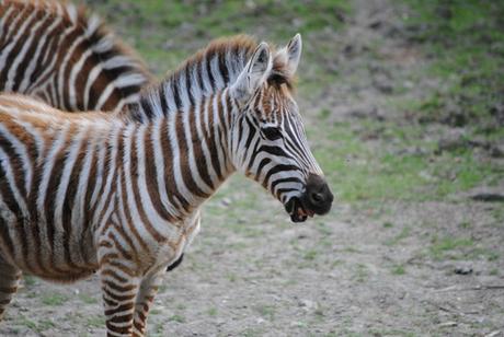 CERZA (6) : Les animaux Africains 3 - Zèbre (bébé).