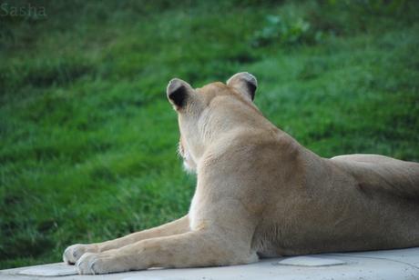 CERZA (6) : Les animaux Africains 1 - Lion (femelle).