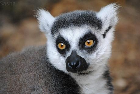 CERZA (6) : Les animaux Africains Maki Catta - Emblème de Madagascar.