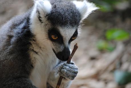 CERZA (6) : Les animaux Africains 2 - Maki catta.
