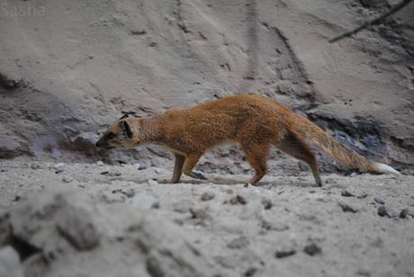 CERZA (6) : Les animaux Africains 3 - Mangouste naine.