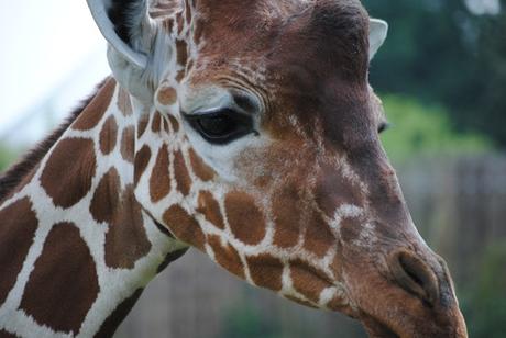 CERZA (6) : Les animaux Africains 1 - Girafe.