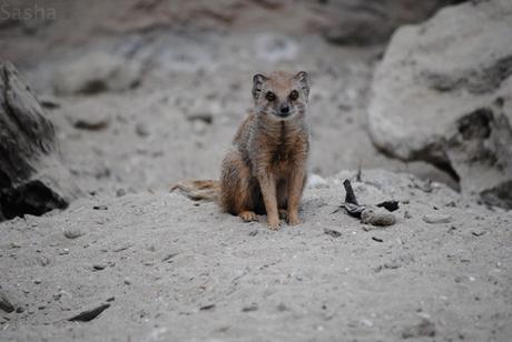 CERZA (6) : Les animaux Africains 1 - Mangouste naine.