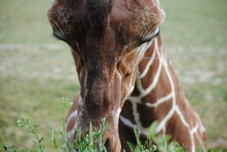CERZA (6) : Les animaux Africains 4 - Girafe.