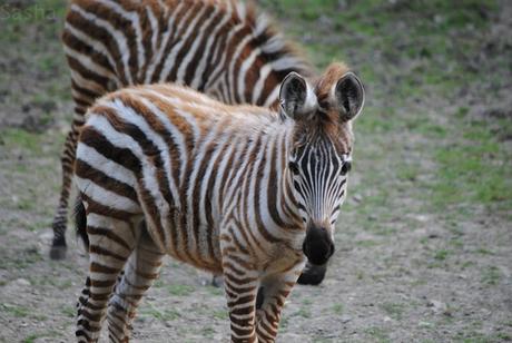 CERZA (6) : Les animaux Africains 6 - Zèbre (bébé).