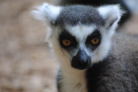 CERZA (6) : Les animaux Africains 3 - Maki catta.