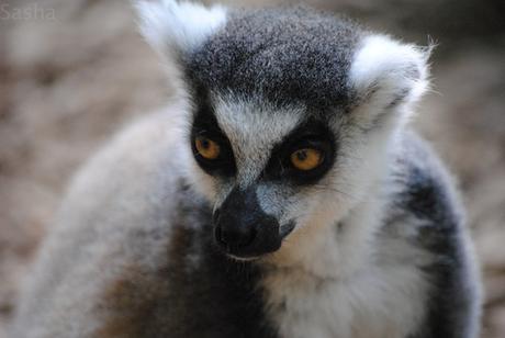 CERZA (6) : Les animaux Africains 1 - Maki catta.