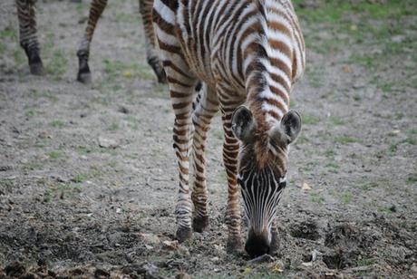 CERZA (6) : Les animaux Africains 2 - Zèbre (bébé).
