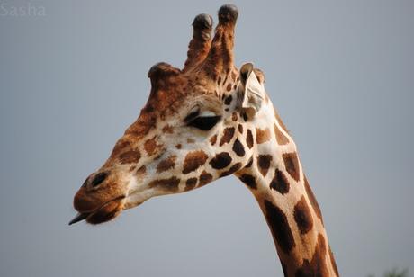 CERZA (6) : Les animaux Africains 7 - Girafe.