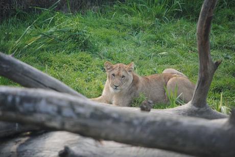 CERZA (6) : Les animaux Africains 3 - Lion (lionceau).