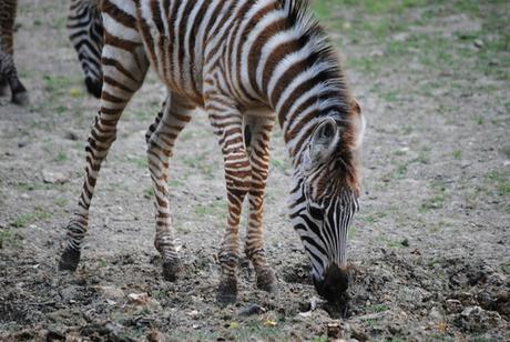 CERZA (6) : Les animaux Africains 1 - Zèbre (bébé).
