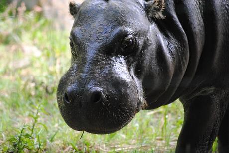 CERZA (6) : Les animaux Africains 2 - Hippopotame nain.