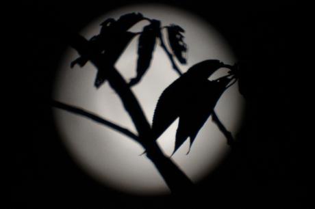 Post tenebras lux lune-de-prige-superbe-hier-soir-constituant-un-fonds-lumineux-assez-pratique-au-catadioptrique-de-500-mm_14881618711_o.jpg