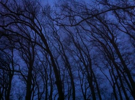Post tenebras lux arbres-dans-la-nuit_12047151944_o.jpg