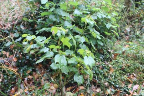 3 hibiscus mutabilis veneux 7 nov 2016 001 (5).jpg