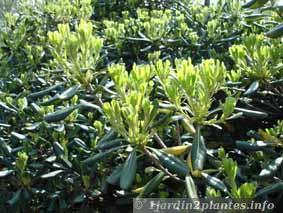 Arbre ou arbuste persistant: le pittosporum