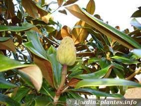 Un grand arbre persistant et fleuri: le magnolia grandiflora.