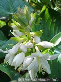 Une vivace très déco: l'hosta. Une vivace très déco: l'hosta.