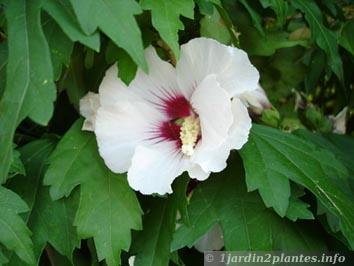Un arbuste à fleurs: l'hibiscus des jardins ou althéa