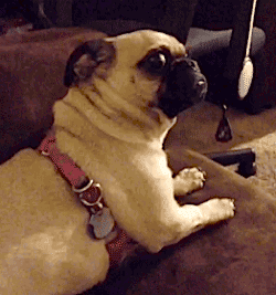 Héritage Amérindien et théorie du genre Cheezburger reactions dogs pug pugs