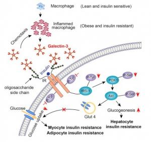 DIABÈTE: Galectine 3 la protéine qui fait de la résistance à l'insuline  – Cell
