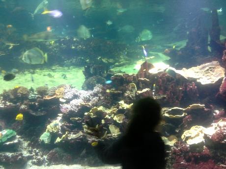 L’Aquarium Nausicaa en famille