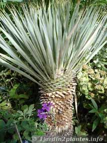 Une plante rustique: le yucca