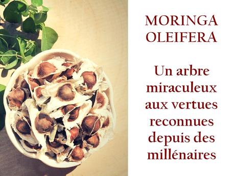 Moringa Oleifera de puissants avantages santé moringa-graine