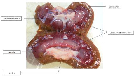 regime dukan reins regime dukan reins