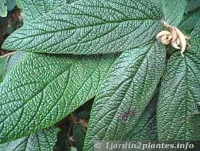 Un arbuste de haie: la viorne ou viburnum