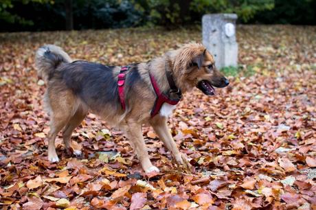 Le chien aux couleurs de l’automne Le chien aux couleurs de l’automne