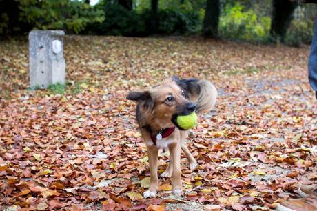 Le chien aux couleurs de l’automne Le chien aux couleurs de l’automne