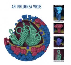 GRIPPE: La toute première rencontre virale construit l'immunité à vie – Science