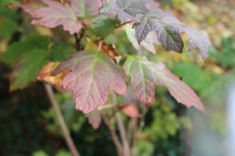 6 hydrangea quercifolia veneux 14 nov 2016 007.jpg