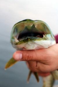 Ireland’s call Ireland’s call