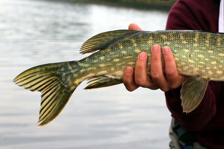 Ireland’s call Ireland’s call