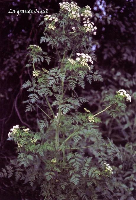 Divers - regarder d'un autre œil son jardin...suite Divers - regarder d'un autre œil son jardin...suite